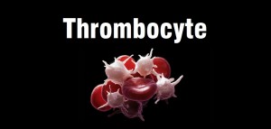 thrombocyte