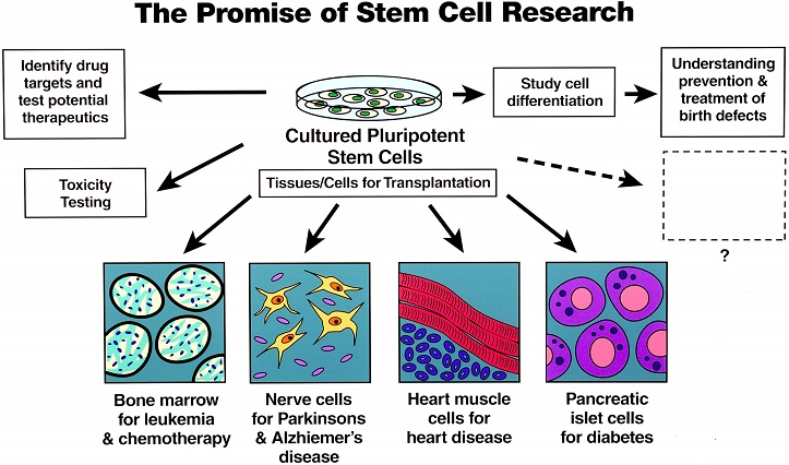 10 Benefits Of Stem Cell Research 